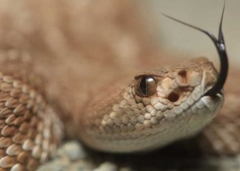 Serpiente viaja casi 15,000 kilómetros en el zapato de una turista británica sin que esta se diera cuenta