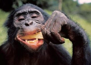 ¡Impresionante! Científicos descubren en el Congo una «civilización» desarrollada de chimpancés