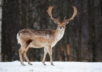 Alertan que la enfermedad del ciervo ‘zombi’ podría propagarse a los humanos