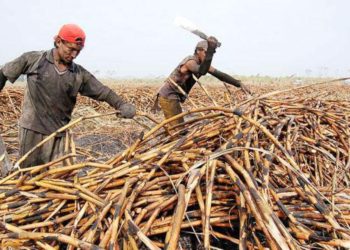 Viceministra de Comercio recomienda a sector azucarero abrir mercado con Corea del Sur