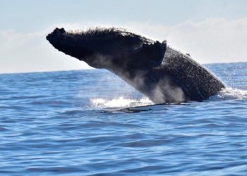 UNAM: Malas prácticas en el “ecoturismo” están afectando a las ballenas
