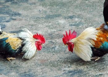 (VIDEO) Se reveló y el gallo prefirió atacar a su dueño en un palenque