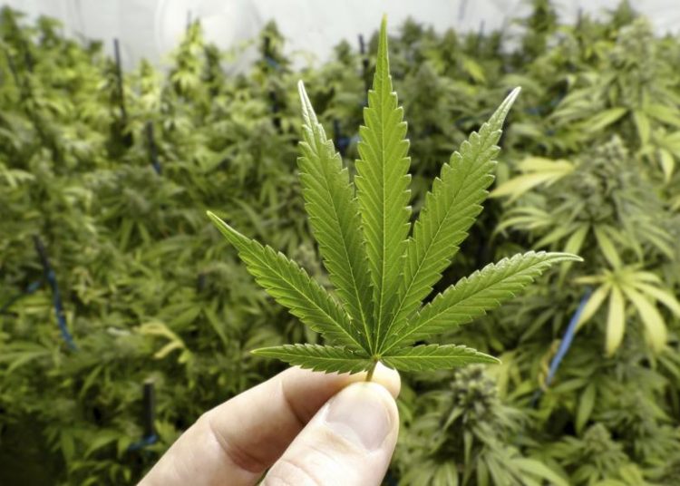 Colombia comenzará a exportar cannabis legalmente por primera vez