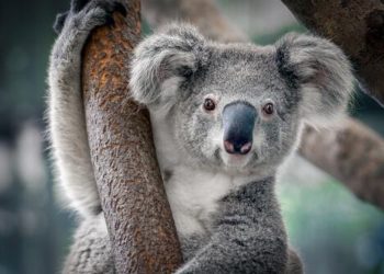 Un koala ‘seductor’ conquista las redes sociales con su pose de modelo