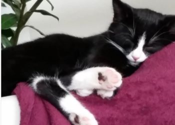 (FOTOS) Una gata negra se vuelve completamente blanca