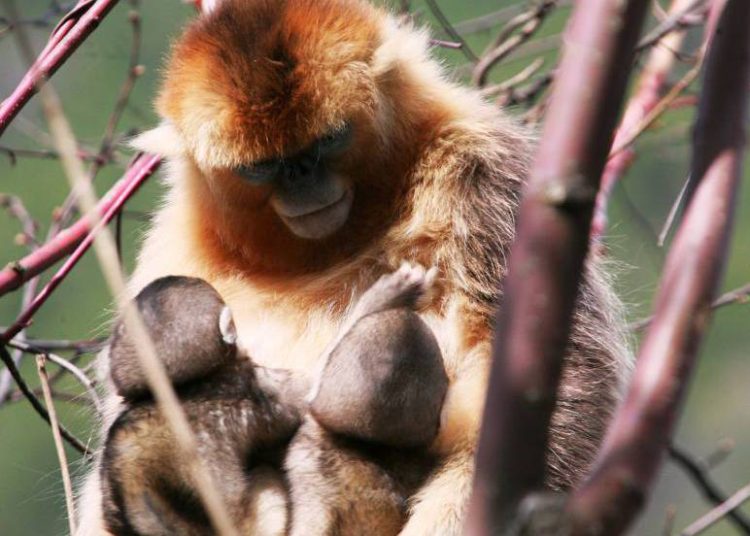 Monas amamantan a las crías de otras para que no mueran de frío