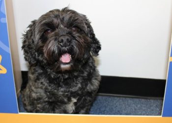 Perro visita a su dueño en el hospital y lo despierta del coma inducido