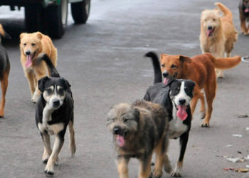 (VIDEO) Una jauría de perros ataca y mata a una mujer en México