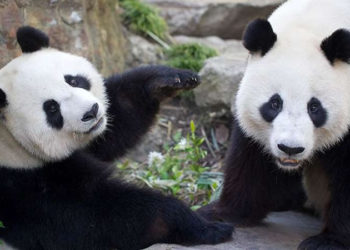 (VIDEO) Angustiante momento: niña cae al recinto de osos pandas en un zoológico chino