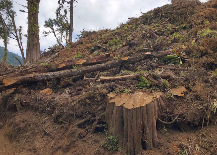 MARN confirma que tala de árboles en cerro el Águila está fuera de área protegida