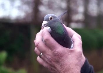 (VIDEO) Empresario chino paga $1,4 millones por una paloma