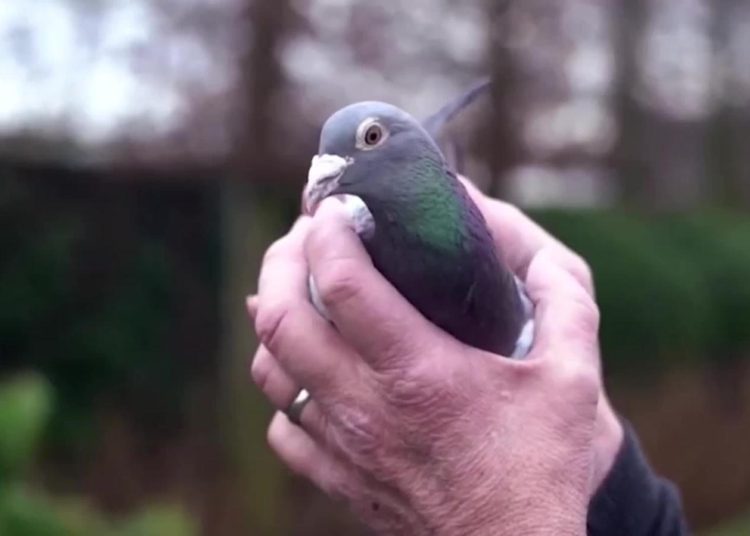 (VIDEO) Empresario chino paga $1,4 millones por una paloma