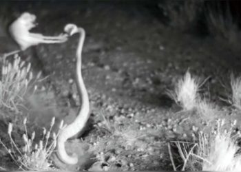 (VIDEO) Las asombrosas ratas ‘ninja’ en una batalla a muerte contra una serpiente cascabel