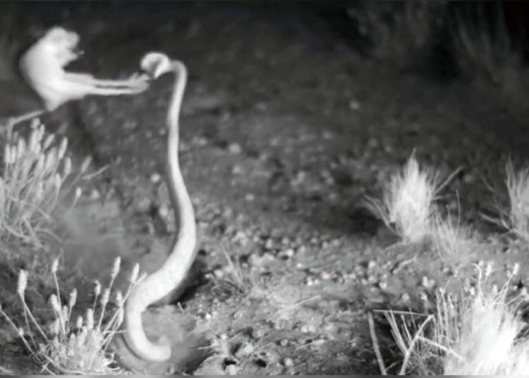 (VIDEO) Las asombrosas ratas ‘ninja’ en una batalla a muerte contra una serpiente cascabel