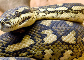 (VIDEO) Una pitón ataca a una mujer de 75 años mientras dormía