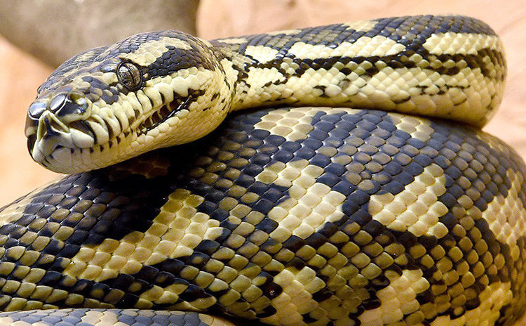 (VIDEO) Una pitón ataca a una mujer de 75 años mientras dormía