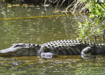 (FOTO) Encuentran un caimán gigante de más de 300 kilogramos en Estados Unidos