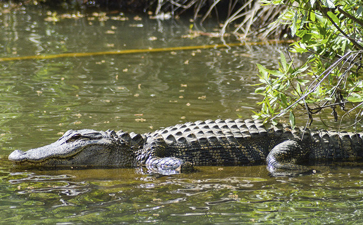 (FOTO) Encuentran un caimán gigante de más de 300 kilogramos en Estados Unidos