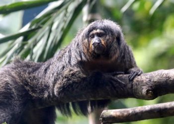 El mono que está causando furor por sus músculos de culturista