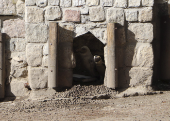 (FOTOS) El insólito pingüino albino de un zoológico de Polonia