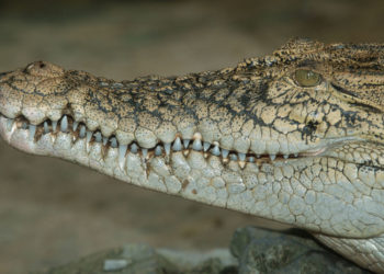 (VIDEO) Se viriliza grabación de una niña cepillando los dientes y maquillando a un cocodrilo