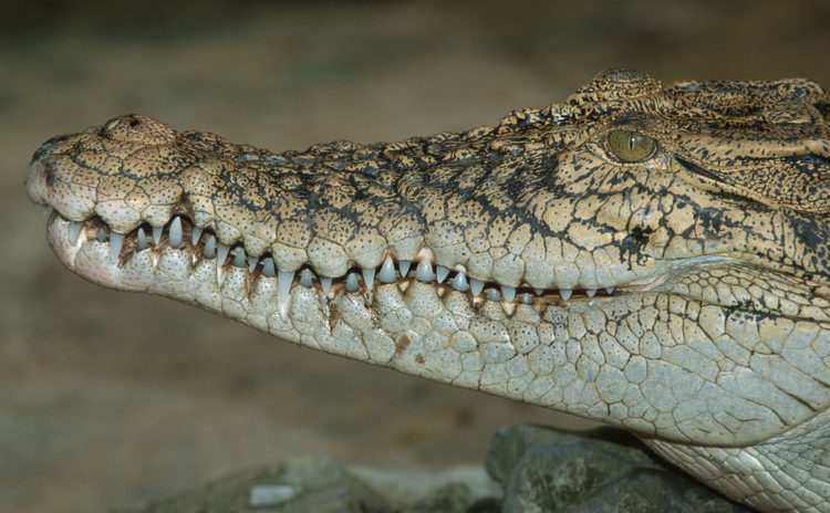(VIDEO) Se viriliza grabación de una niña cepillando los dientes y maquillando a un cocodrilo