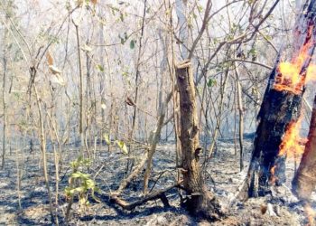 Confirman que más de 100 hectáreas del parque Walter Thilo Deininger han sido consumidas por incendio