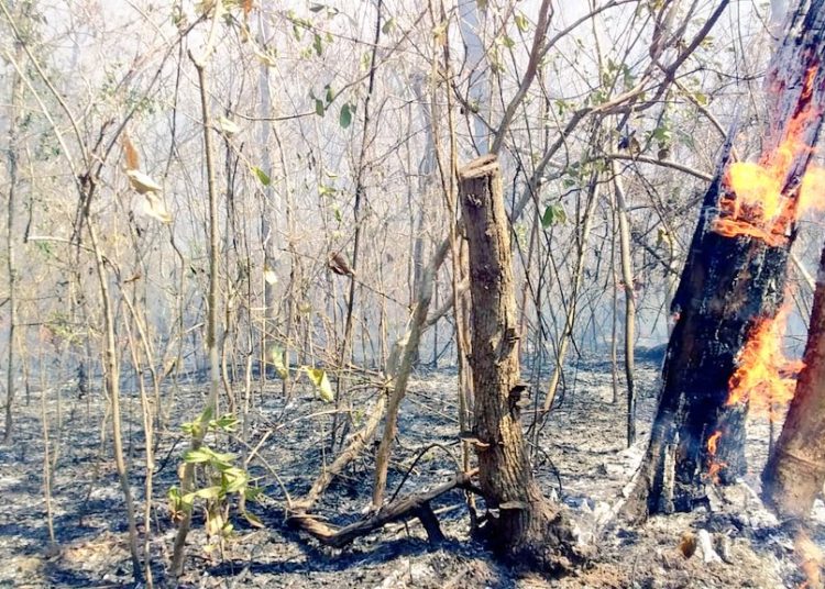 Confirman que más de 100 hectáreas del parque Walter Thilo Deininger han sido consumidas por incendio