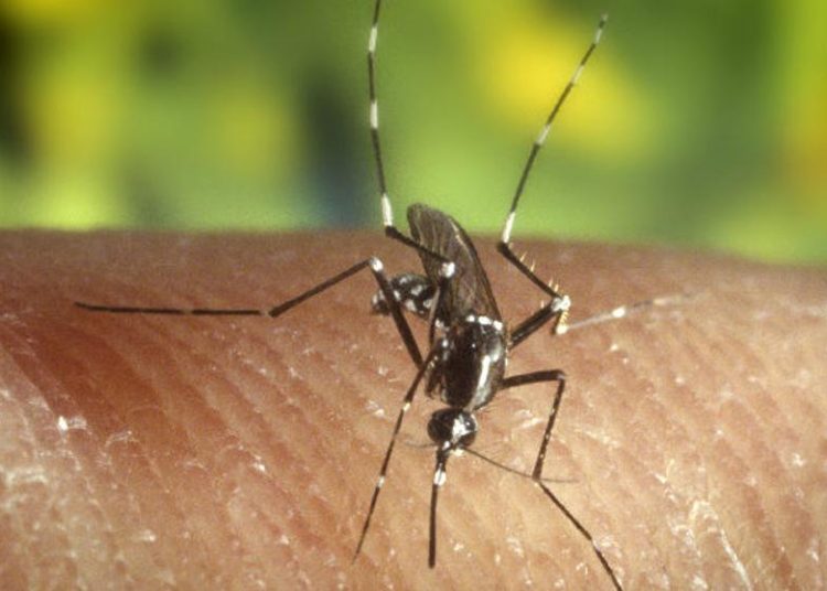 Biólogos descubren cómo hacer a los humanos ‘invisibles’ para los mosquitos