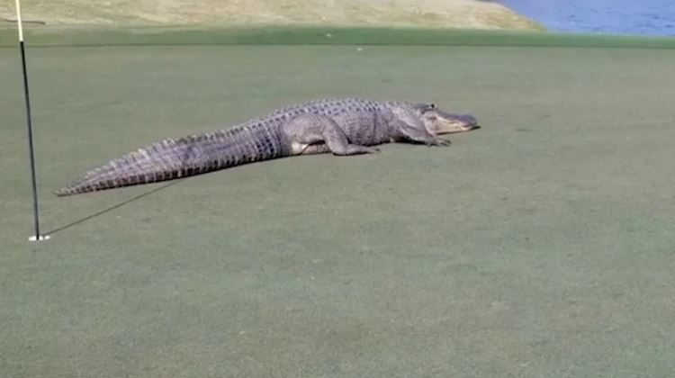 Cocodrilo gigante interrumpe un partido de golf en EE.UU.
