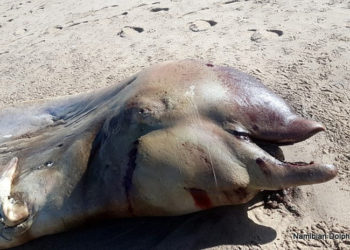 El insólito hallazgo de una criatura marina en California que desconcertó a los científicos