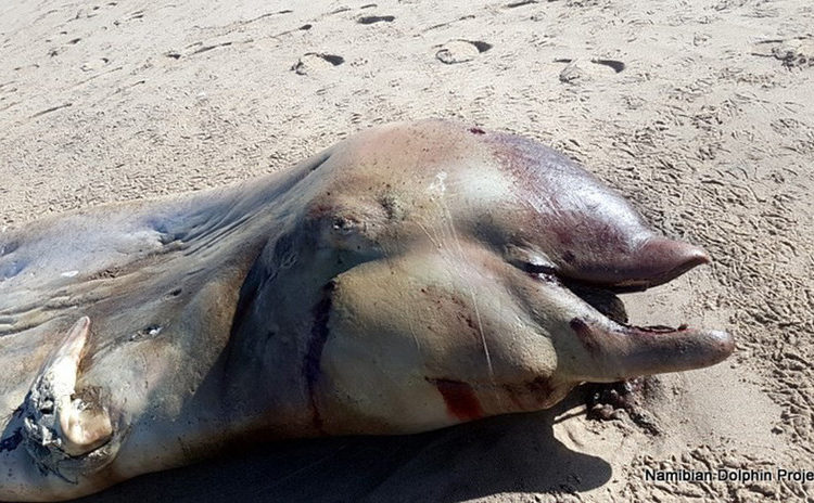 El insólito hallazgo de una criatura marina en California que desconcertó a los científicos