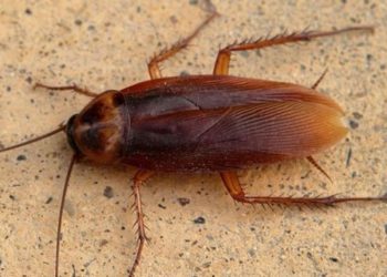 (VIDEO) Encuentran más de 40 cucarachas muertas en un pedido de comida a un restaurante en China