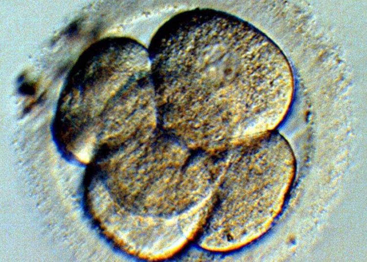 Especialista de la UNAM afirma que un embrión no es una persona, sino un conjunto de células