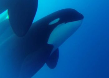 (VIDEO) Descubren nueva especie de ballena al sur de Chile