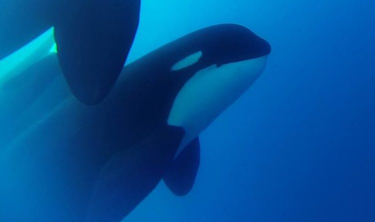 (VIDEO) Descubren nueva especie de ballena al sur de Chile