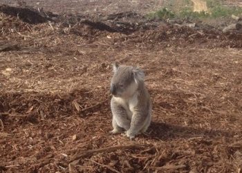 (VIDEO) Koala se mete en un auto con aire acondicionado para escapar del calor