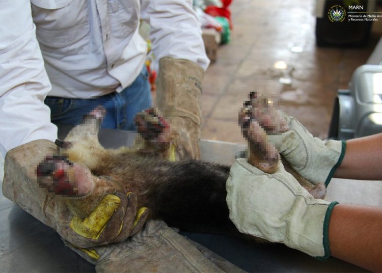 Incendio forestal deja a osa hormiguera con graves quemaduras