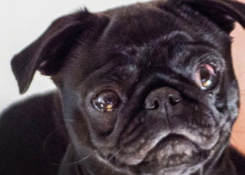 Ciudad alemana confisca y vende una perra para saldar la deuda de una familia