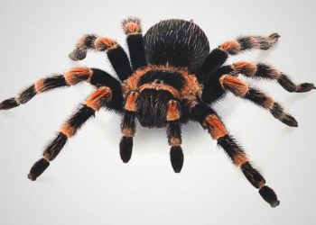 (VIDEO) Captan a una gigantesca tarántula comiéndose a una zarigüeya