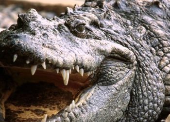 (FOTOS) Se despertó a media noche, vio debajo de su cama y encontró a un cocodrilo