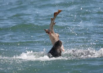 (VIDEO) León marino ataca brutalmente a un tiburón en la bahía de San Francisco
