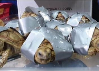 1.500 tortugas exóticas fueron encontradas en maletas en el aeropuerto de Filipinas