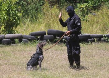 Conozca a Cora y Furst, los perros entrenados para buscar restos humanos