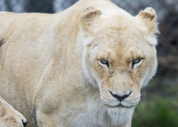 (VIDEO): Hombre acaricia a león y leona casi le arranca el brazo
