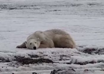 (VIDEO): Encuentran a oso polar que recorrió 700 kilómetros en busca de comida