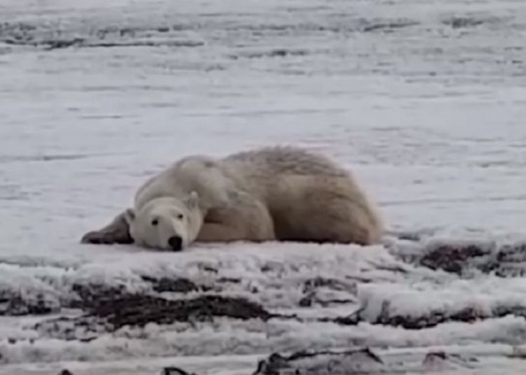 (VIDEO): Encuentran a oso polar que recorrió 700 kilómetros en busca de comida