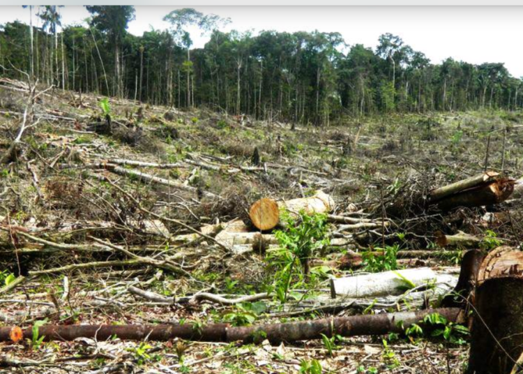 Recomiendan a Bukele implementar política de protección al medio ambiente durante su mandato