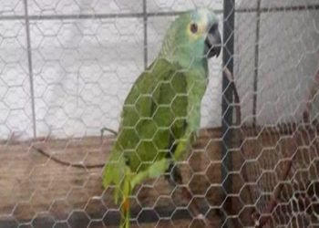 Atrapan al “narcoloro” que alertaba a traficantes de la llegada de la policía en Brasil