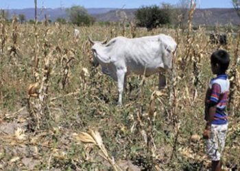 Los campesinos de Centroamérica sufren el cambio climático y emigran a Estados Unidos
